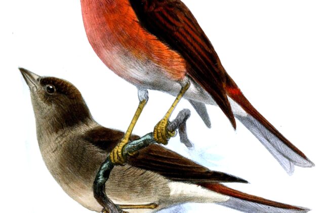 Blanford’s Rosefinch