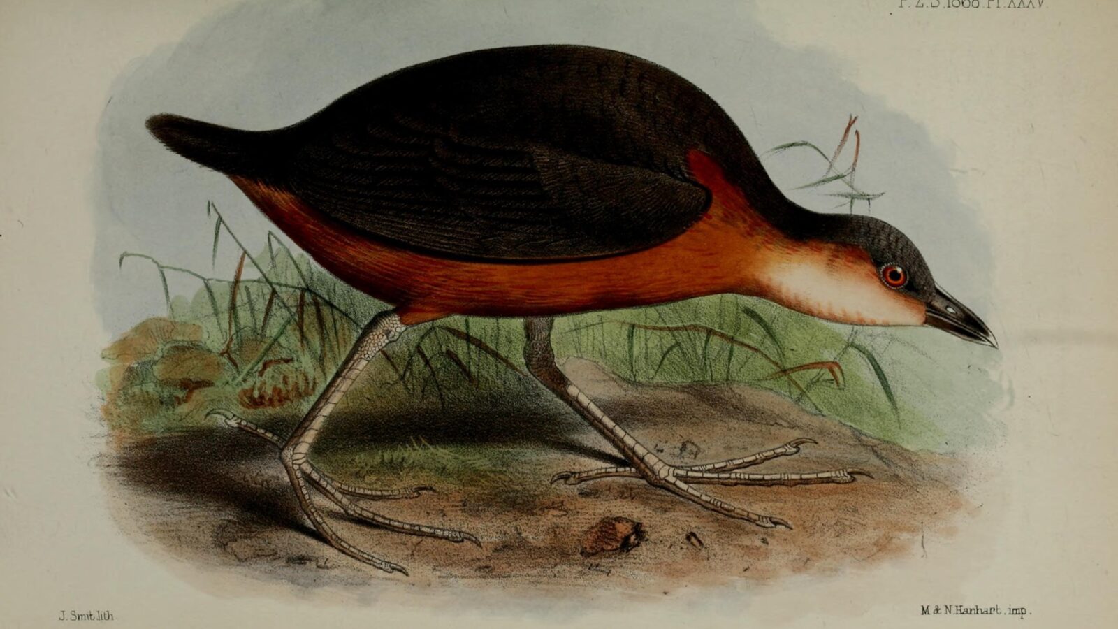 Rusty-flanked Crake