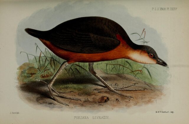 Rusty-flanked Crake
