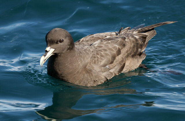 White-chinned Petrel