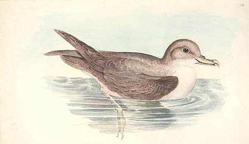 Grey Petrel