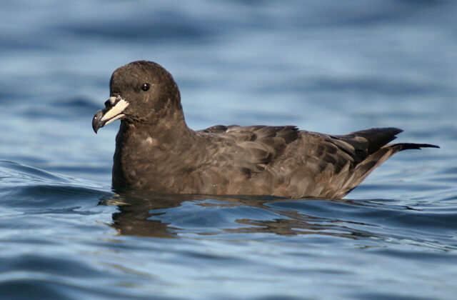 Westland Petrel