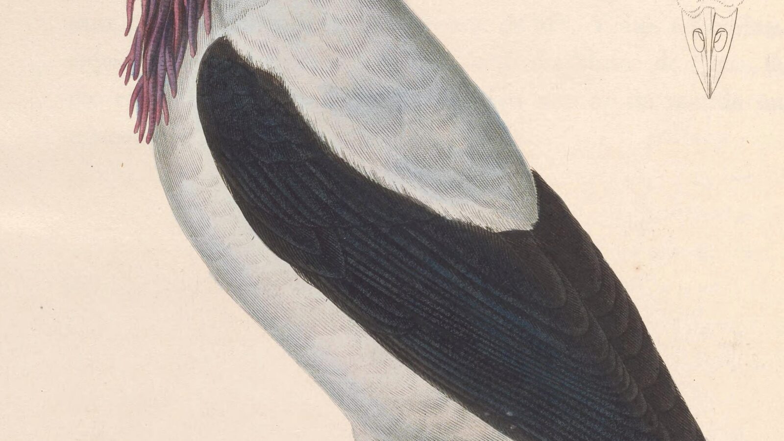 Bearded Bellbird