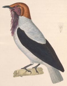 Bearded Bellbird