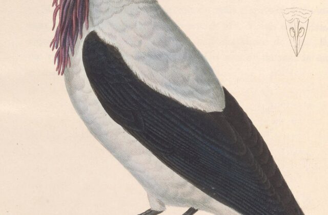 Bearded Bellbird