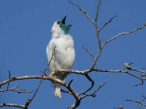 Bare-throated Bellbird