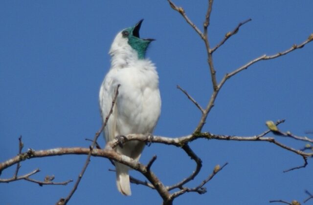 Bare-throated Bellbird