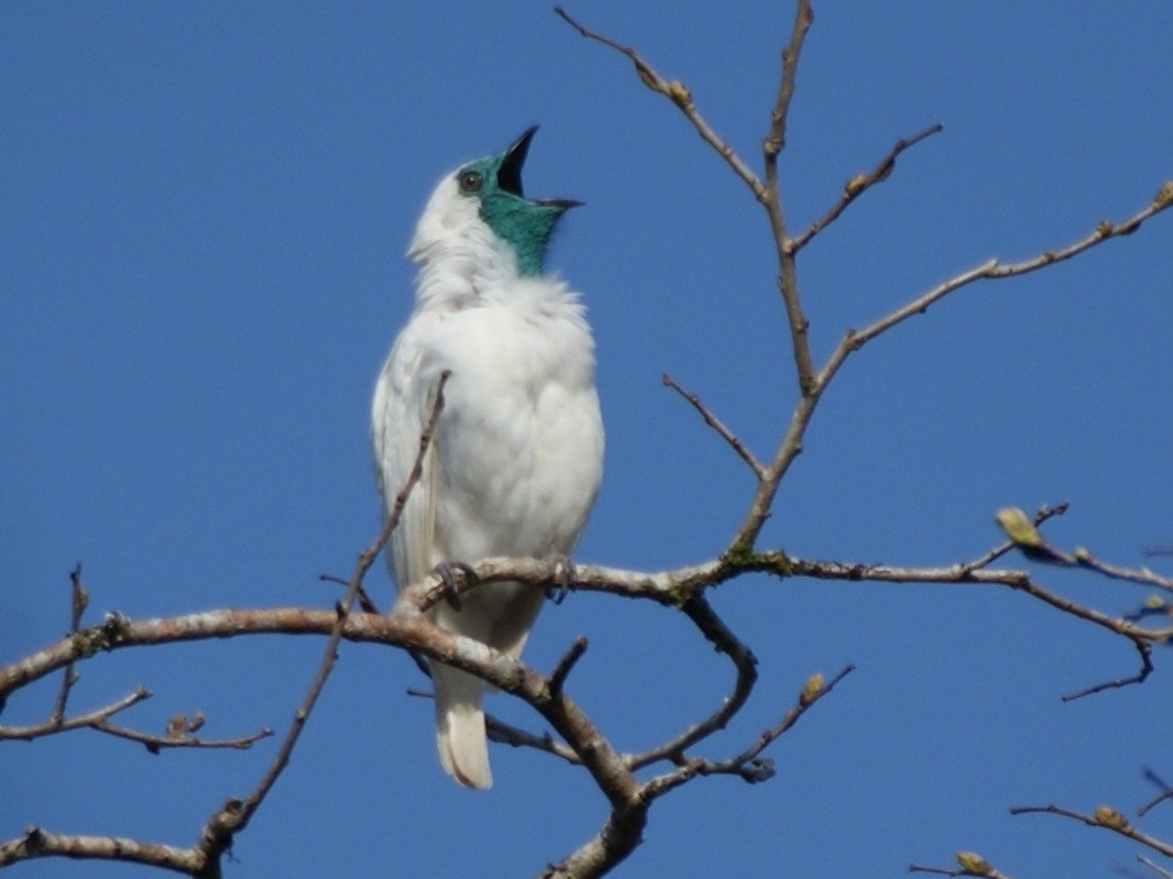 Bare-throated Bellbird