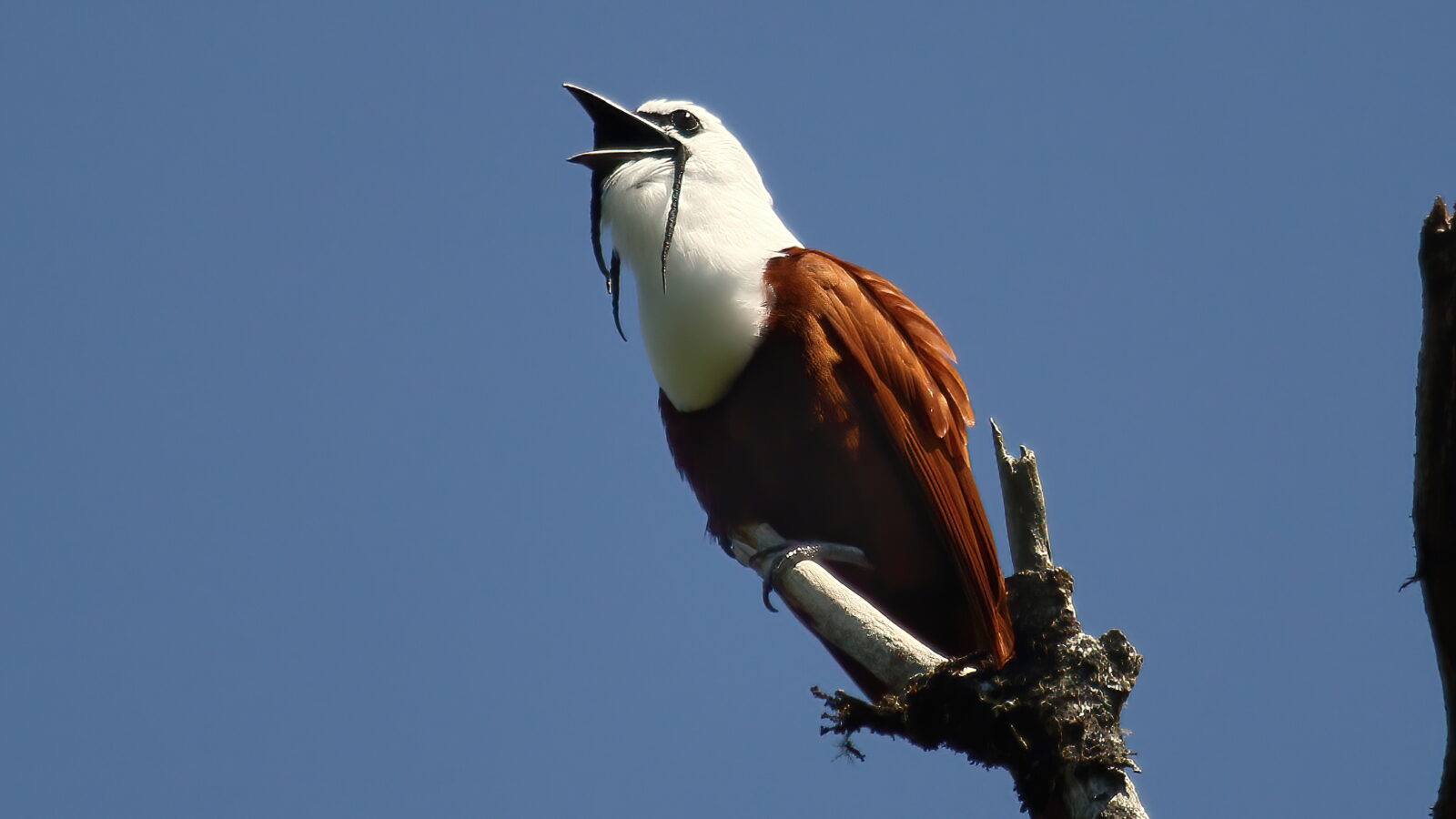 Three-wattled Bellbird
