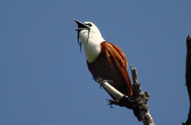 Three-wattled Bellbird