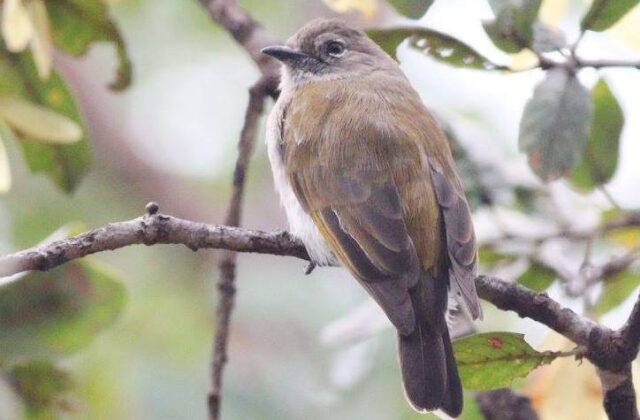Green-backed Honeybird