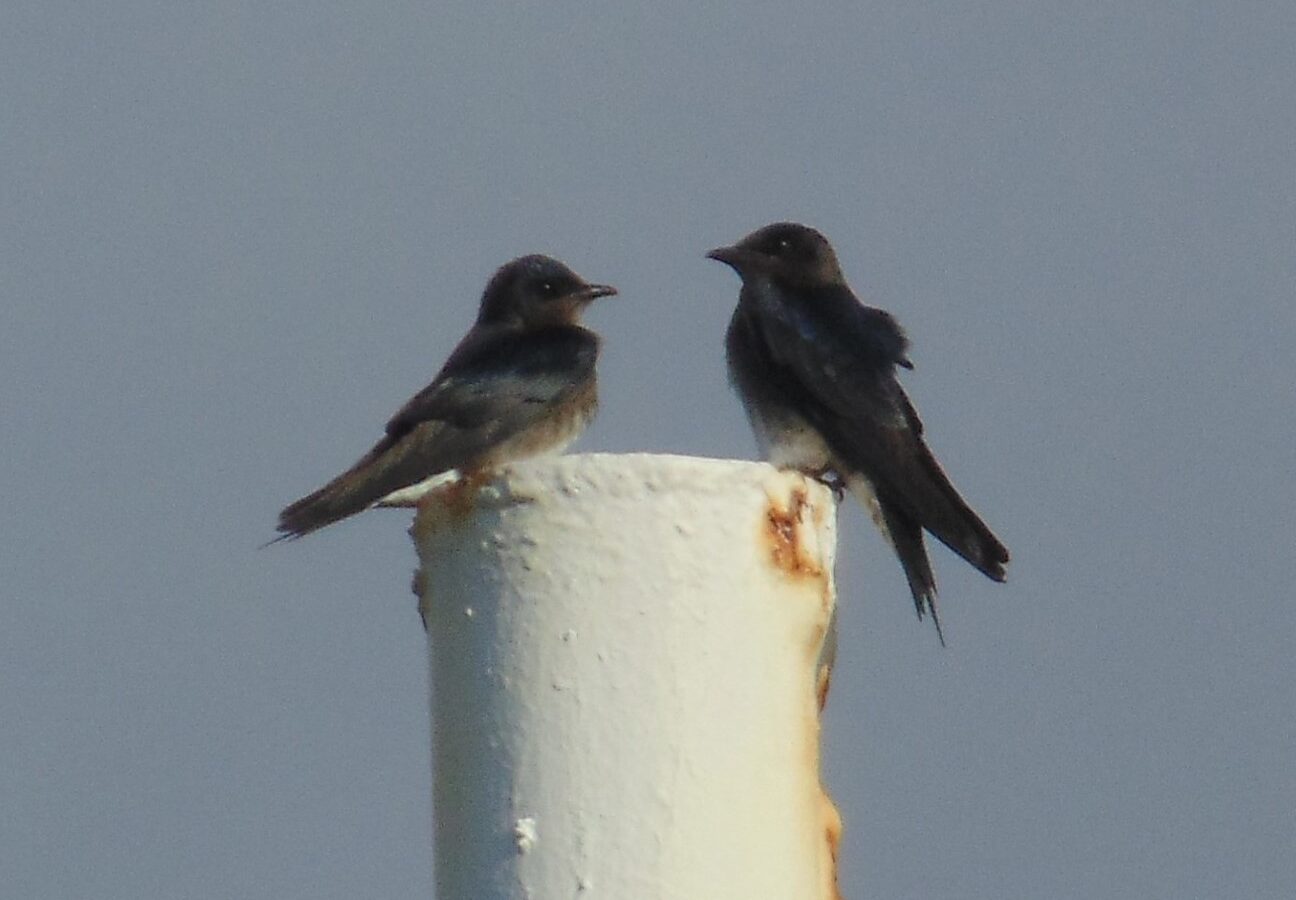 Cuban Martin