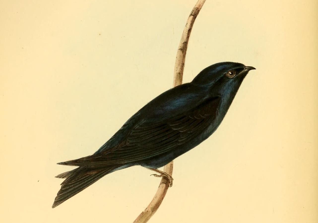 Galapagos Martin
