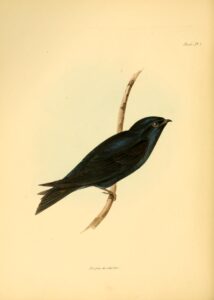 Galapagos Martin