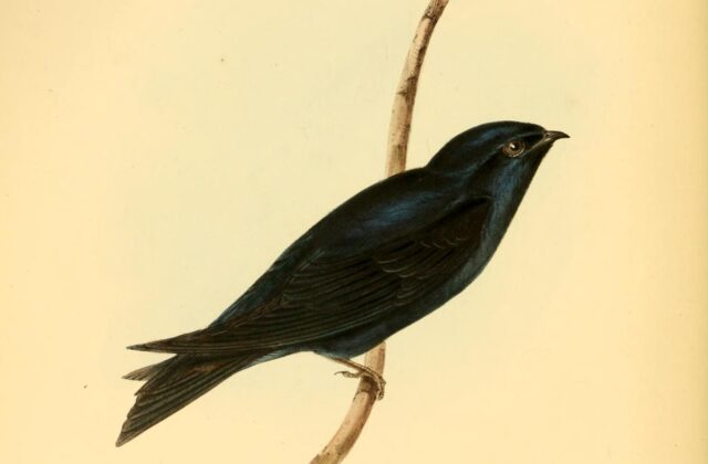 Galapagos Martin