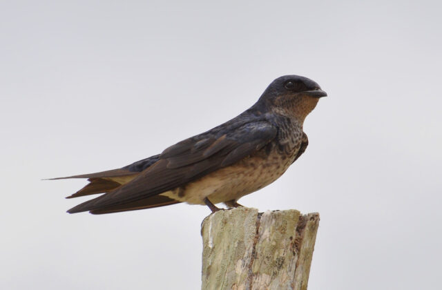 Grey-breasted Martin