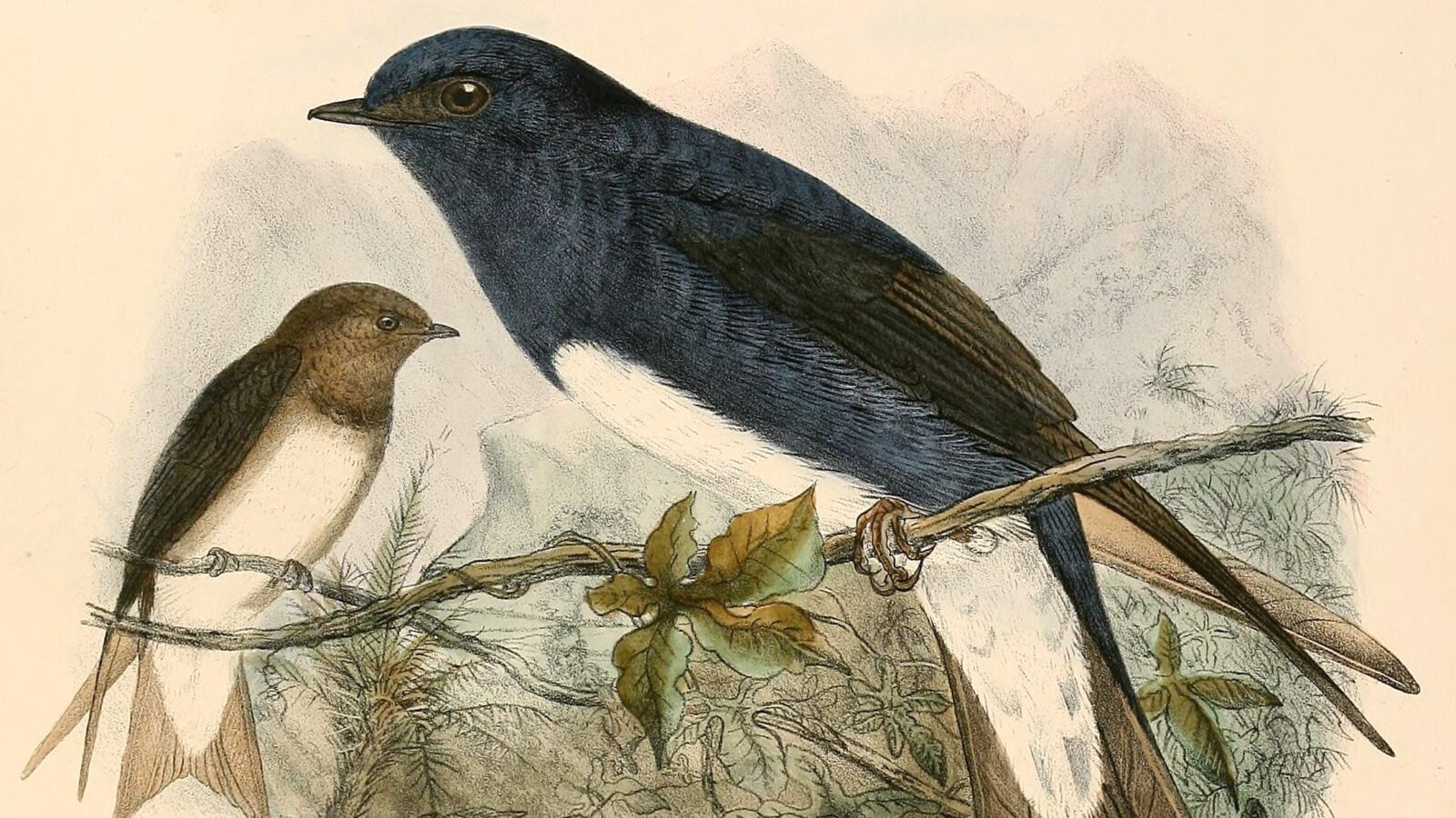 Caribbean Martin