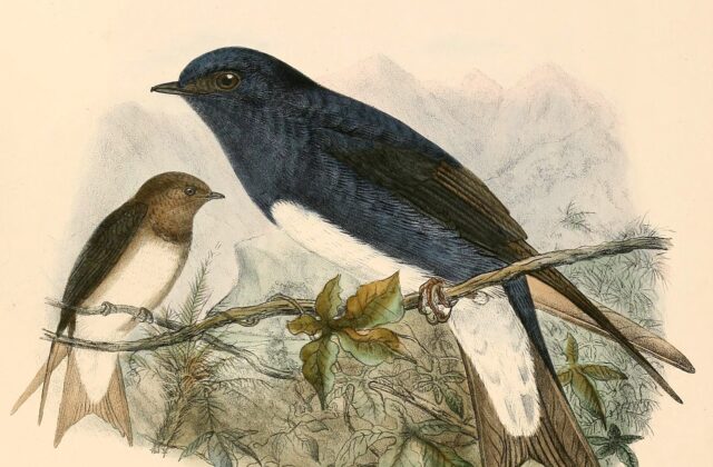 Caribbean Martin