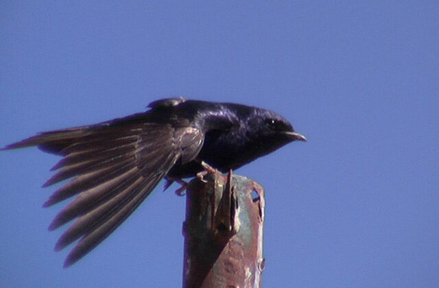 Southern Martin