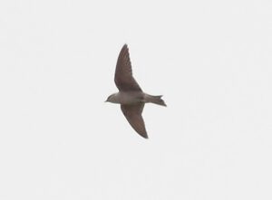 Peruvian Martin
