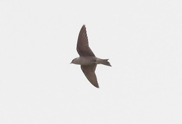 Peruvian Martin