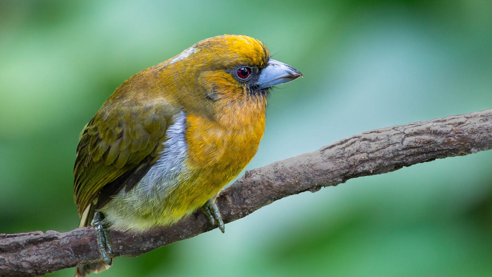 Prong-billed Barbet