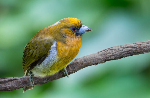 Prong-billed Barbet