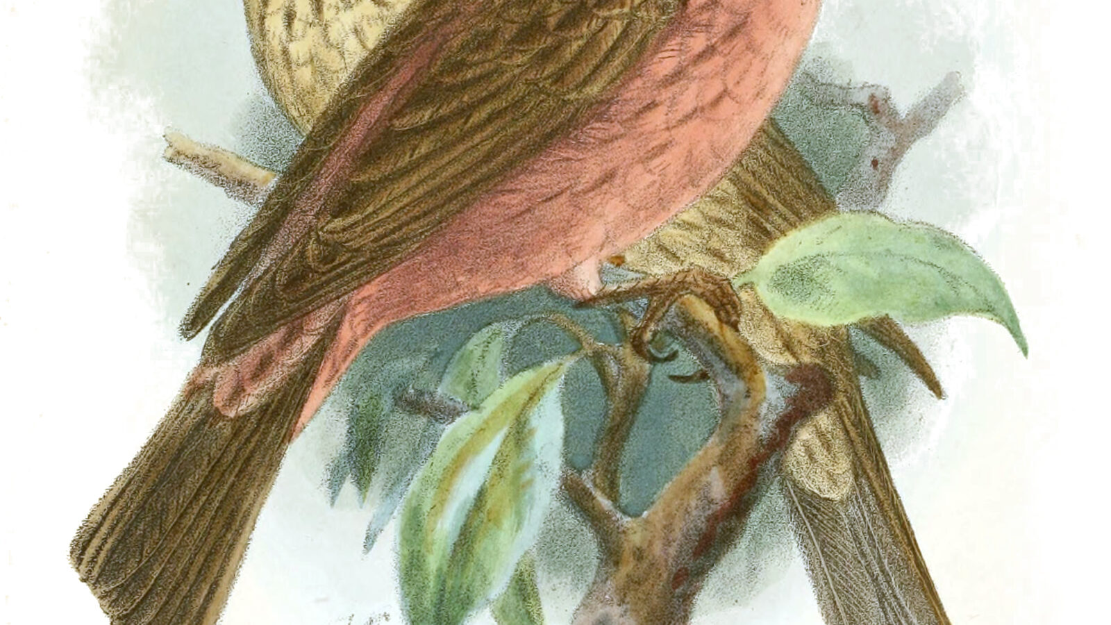Chinese Beautiful Rosefinch