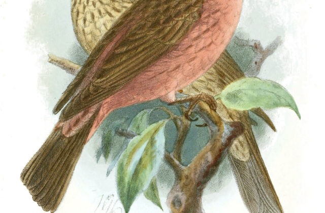 Chinese Beautiful Rosefinch