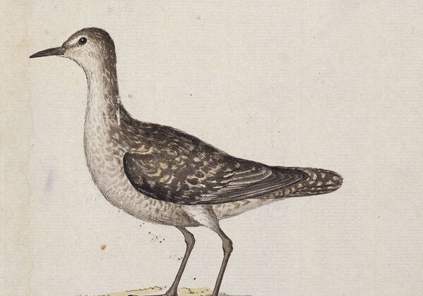 Kiritimati Sandpiper