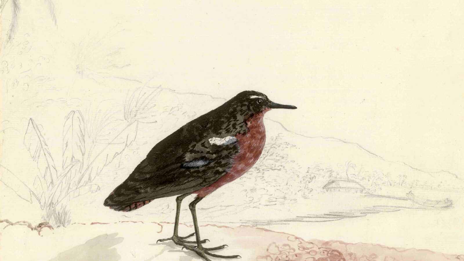 Tahiti Sandpiper