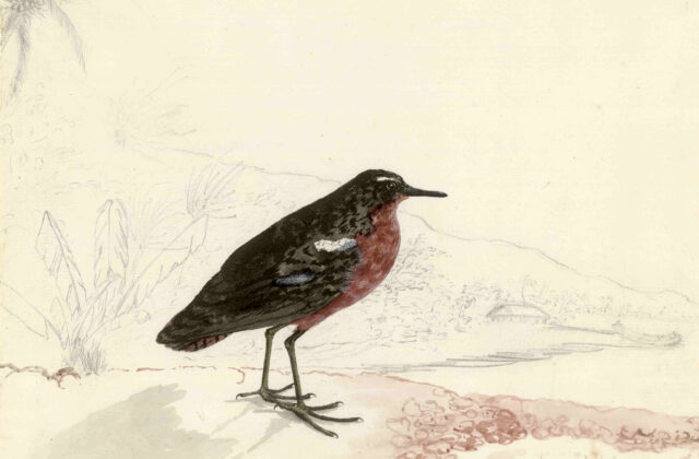 Tahiti Sandpiper