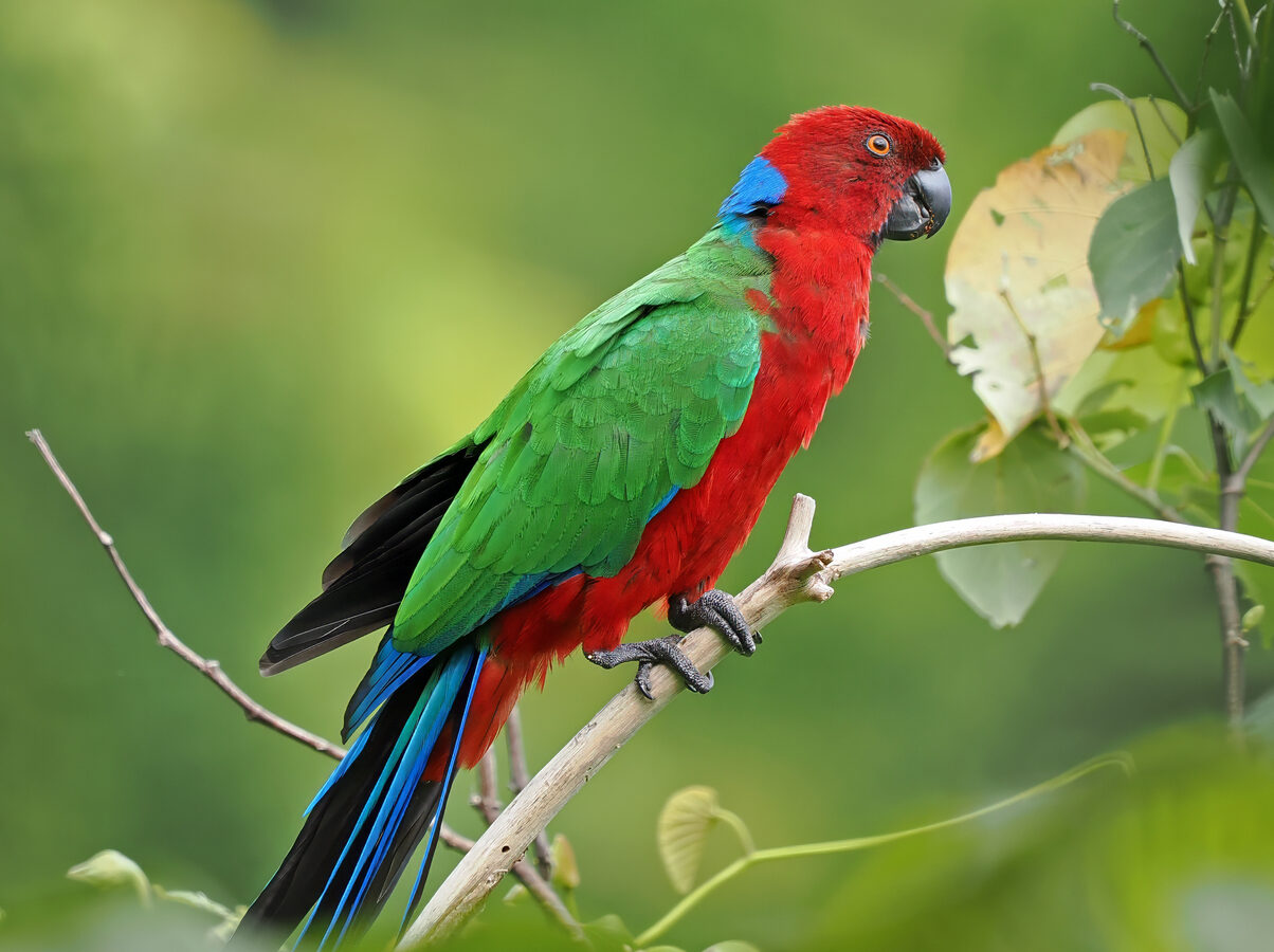 Crimson Shining Parrot