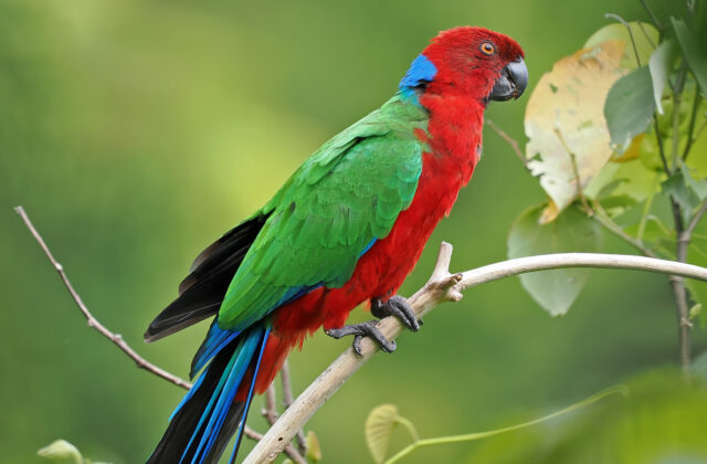 Crimson Shining Parrot