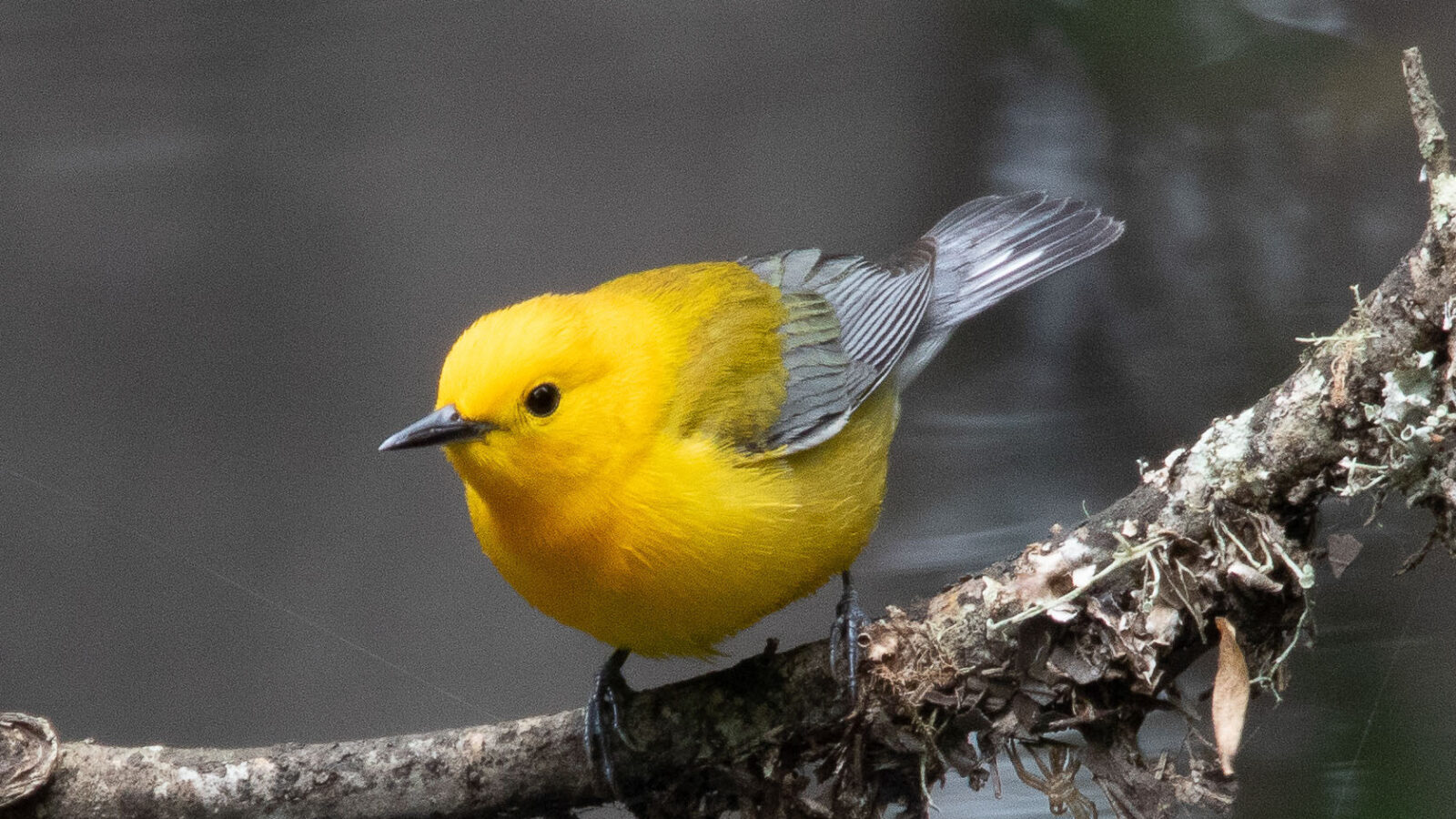 Prothonotary Warbler