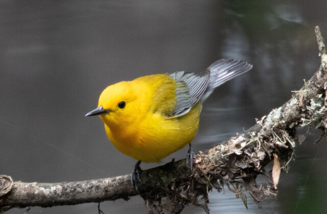 Prothonotary Warbler
