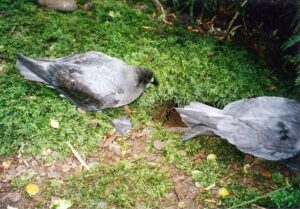 Providence Petrel