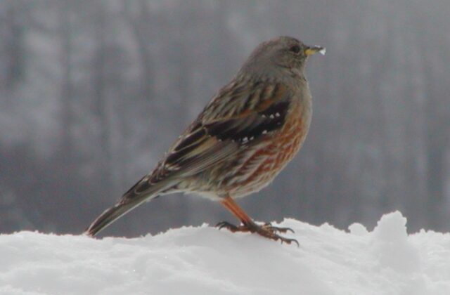 Alpine Accentor