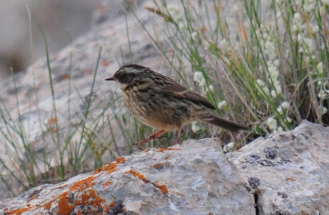Radde’s Accentor