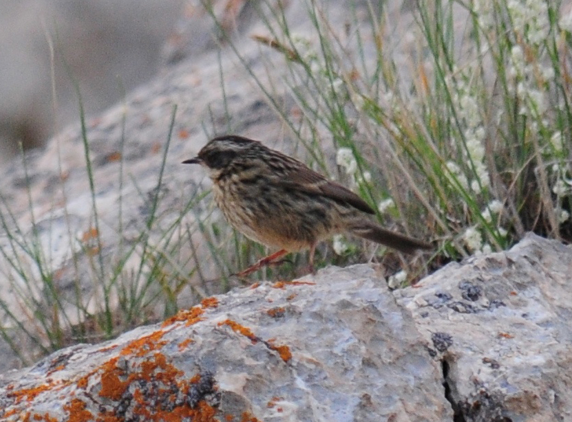 Radde’s Accentor