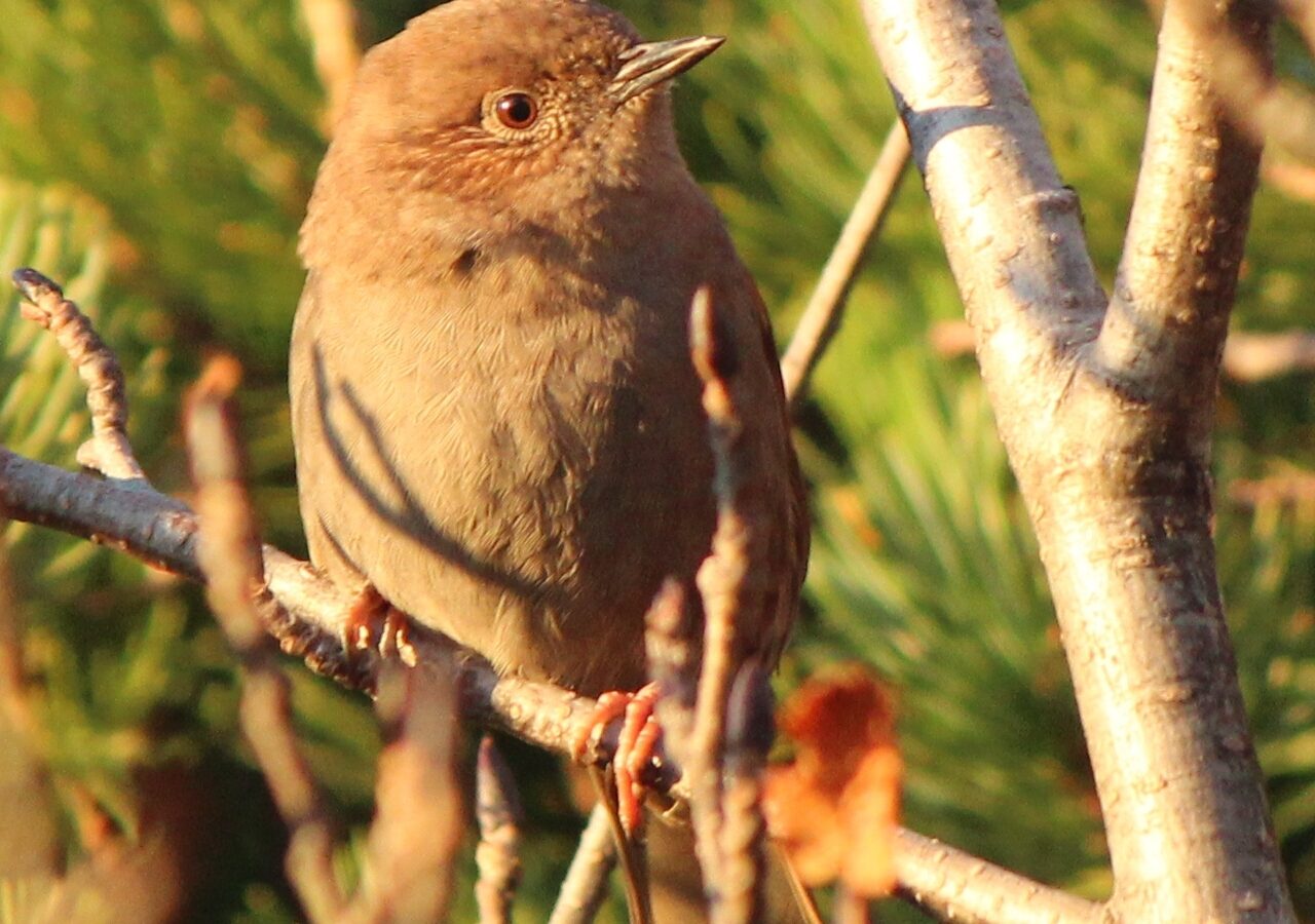 Japanese Accentor