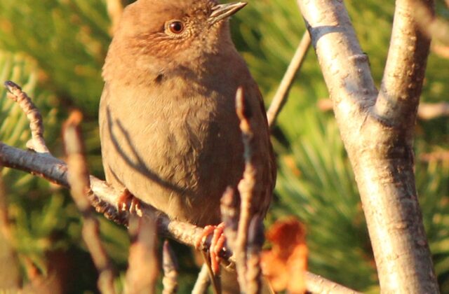 Japanese Accentor