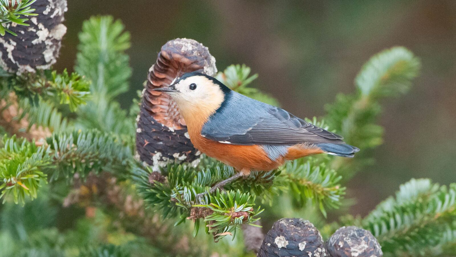 Przevalski’s Nuthatch