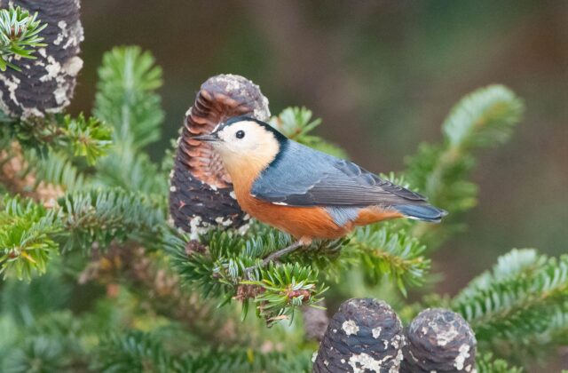 Przevalski’s Nuthatch