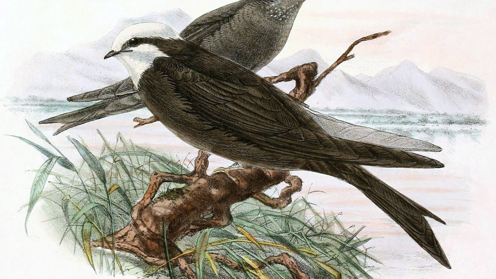 White-headed Saw-wing