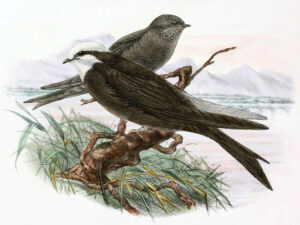 White-headed Saw-wing
