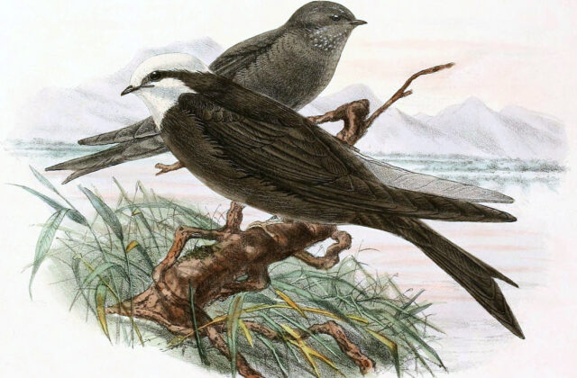 White-headed Saw-wing