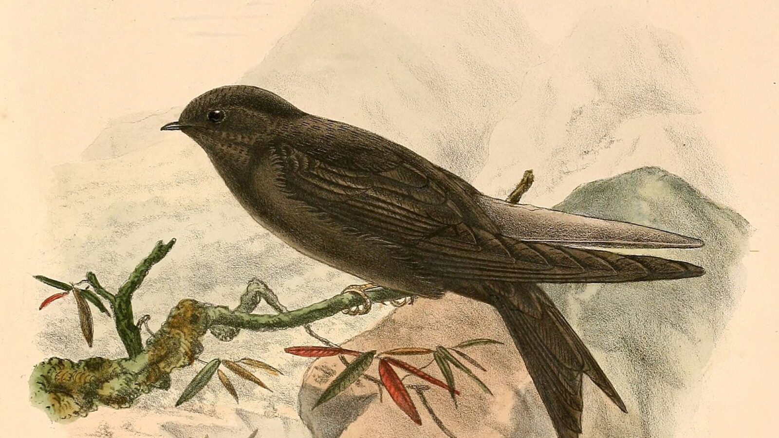 Mountain Saw-wing