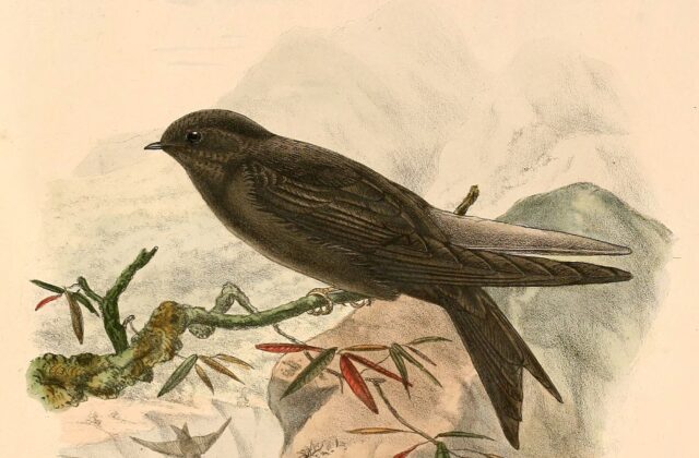 Mountain Saw-wing