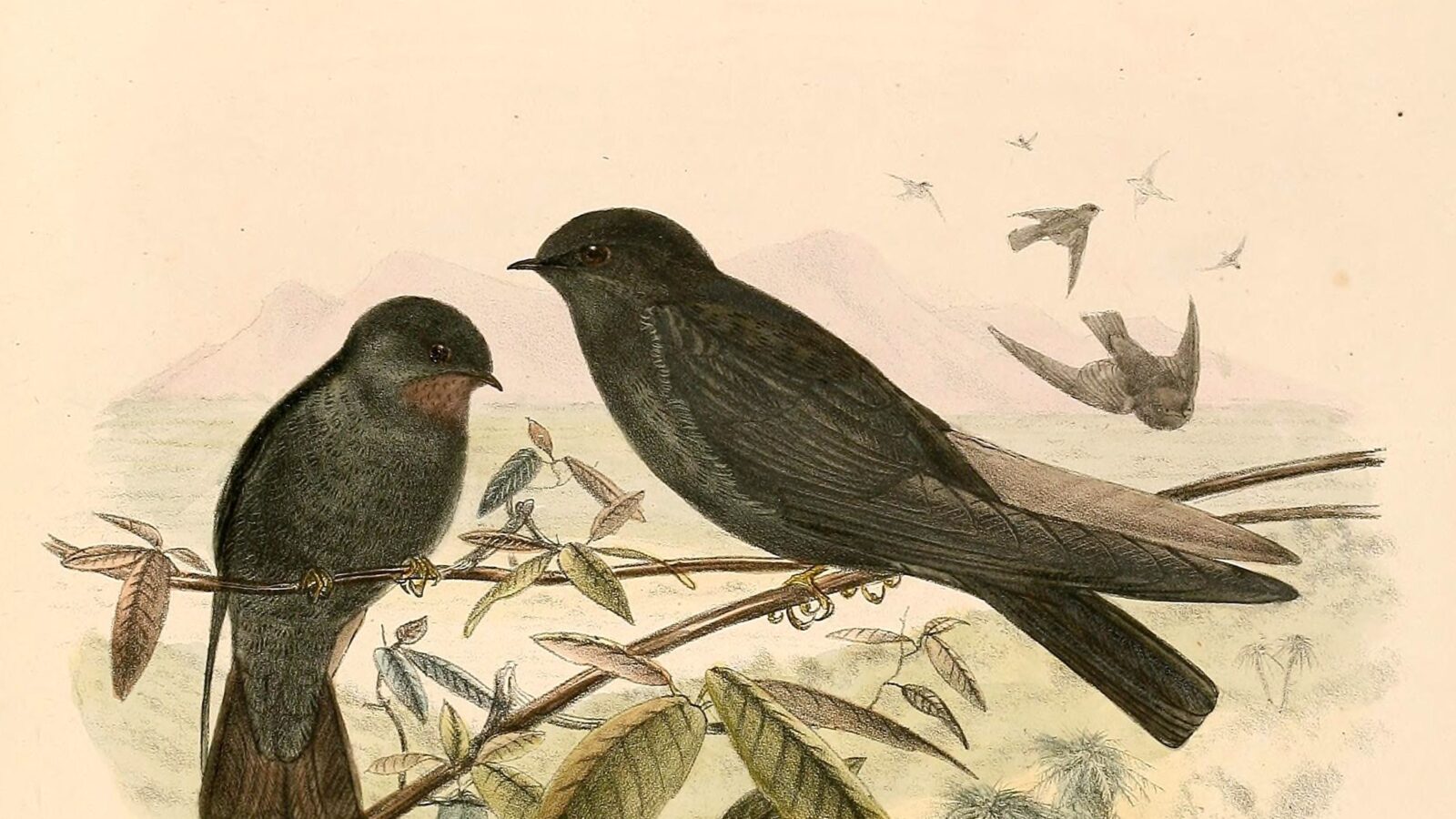 Square-tailed Saw-wing